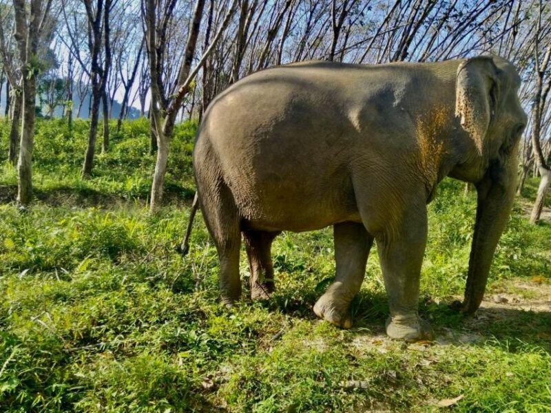 Khaolak: Sunset Elephant Walk with Complimentary Cocktail - Final Thoughts