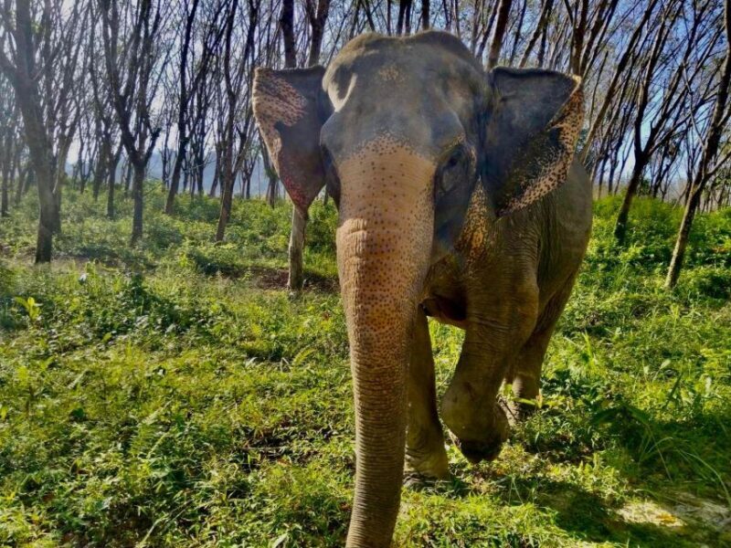 Khaolak: Sunset Elephant Walk with Complimentary Cocktail - FAQ