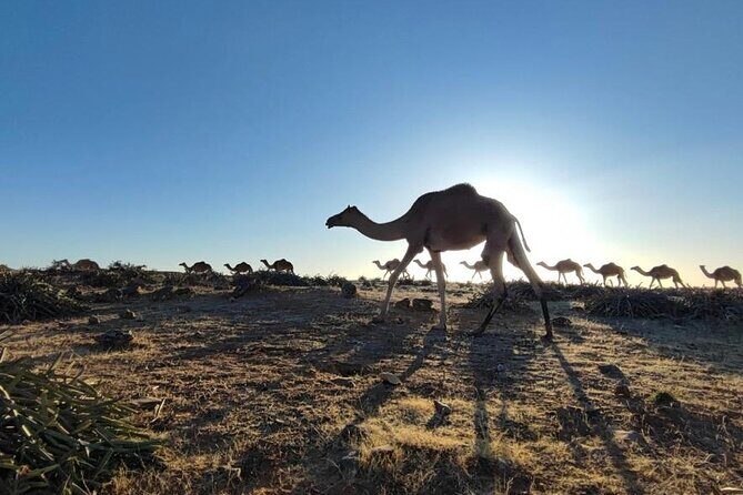 Khareef Salalah- Full Day Mountains and Waterfalls - What Makes This Tour Valuable?