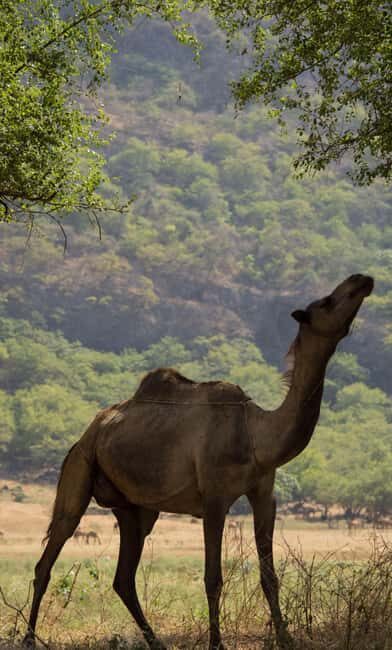 Khareef Salalah - Wadi Derbat and Mountains Full Day - Discovering the Beauty of Dhofar: Khareef Salalah - Wadi Derbat and Mountains Full Day
