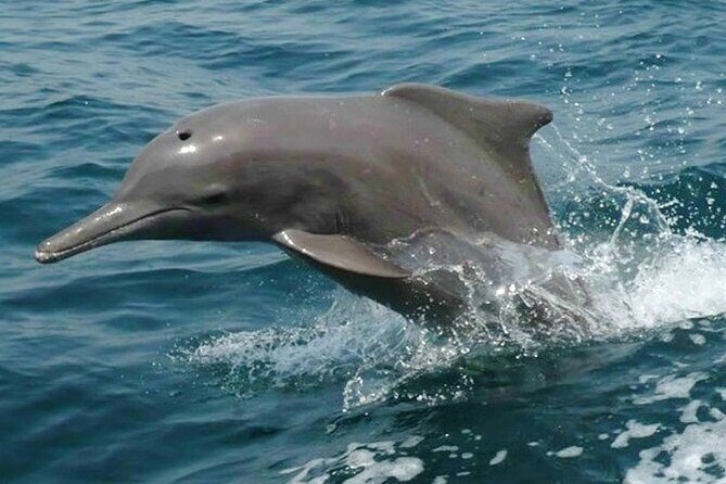 Khasab Musandam Half Day Dhow Cruise and Snorkeling Trip - The Sum Up