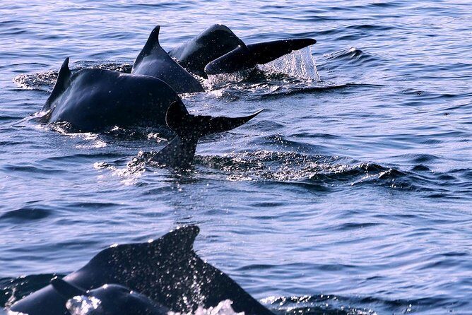 Khasab Musandam Half Day Dhow Cruise - FAQ: Frequently Asked Questions