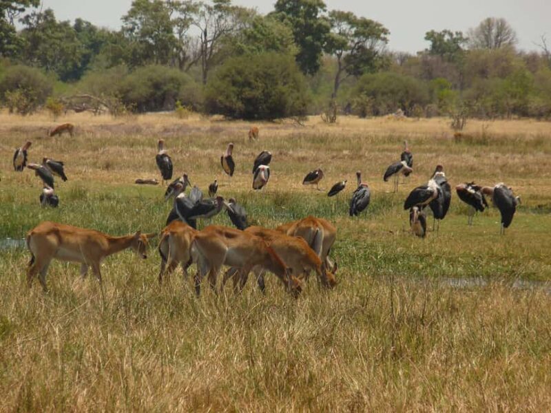 Khwai & Moremi: Safari tour with game drives & boat cruise - Introduction: An Authentic Botswana Safari Experience