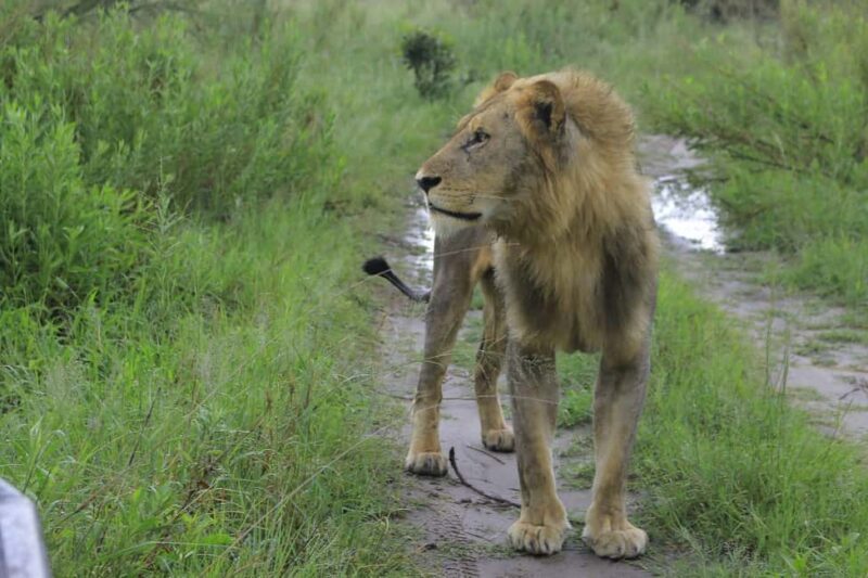Khwai & Moremi: Safari tour with game drives & boat cruise - What Makes This Tour Stand Out?