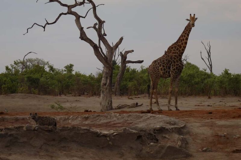 Khwai & Moremi: Safari tour with game drives & boat cruise - Who Should Consider This Tour?
