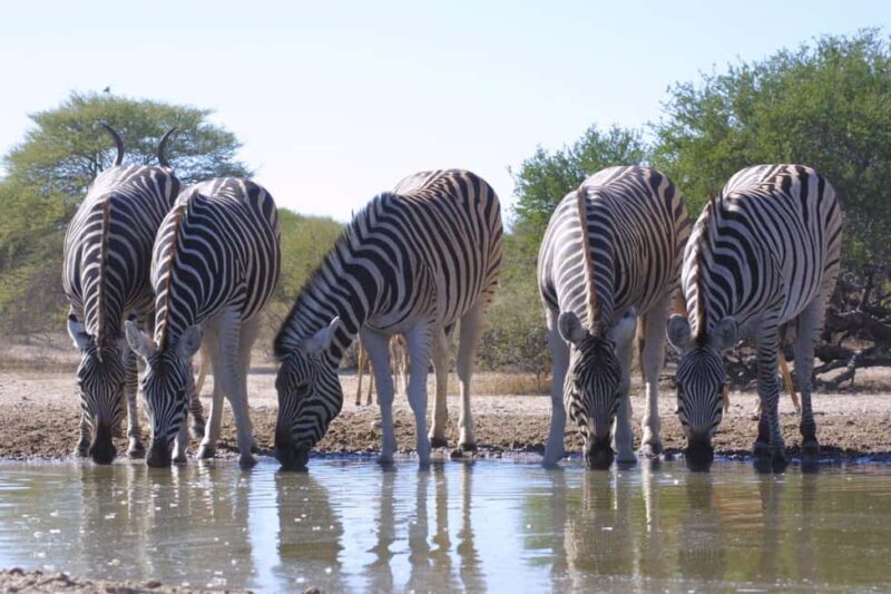 Khwai & Moremi: Safari tour with game drives & boat cruise - The Sum Up