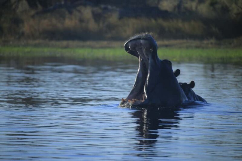 Khwai & Moremi: Safari tour with game drives & boat cruise - FAQ