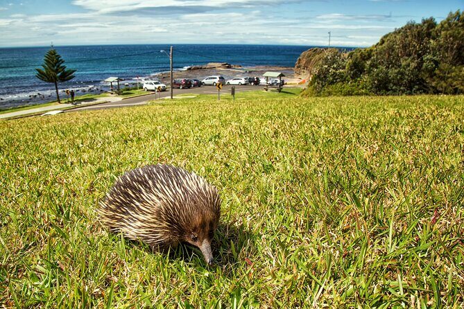 Kiama Coastal Day Tour in Sea Cliff Bridge Blowhole and Wildlife - Who Will Love This Tour?