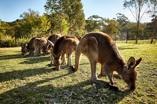 Kiama & Kangaroos - Sydney South Coast Escape - FAQ