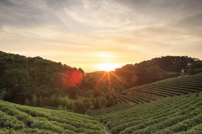 Kiambethu Tea Farm Full-Day Tour from Nairobi with Lunch - Key Points