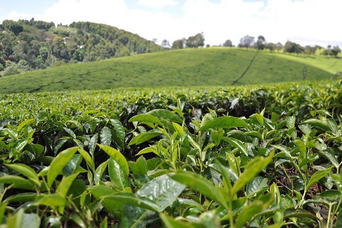 Kiambethu Tea Farm Full-Day Tour from Nairobi with Lunch - Who Should Book This Tour?