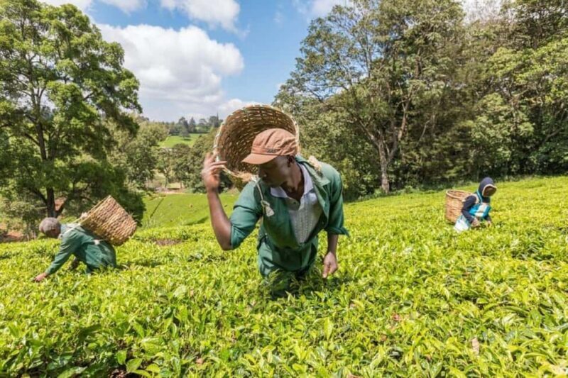 Kiambethu Tea Farm Tour (All Inclusive) - Key Points