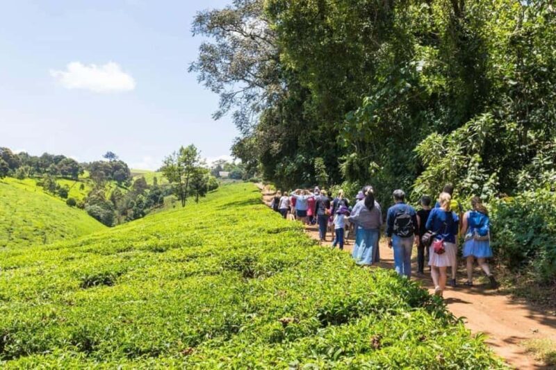Kiambethu Tea Farm Tour (All Inclusive) - Who Will Love This Tour?
