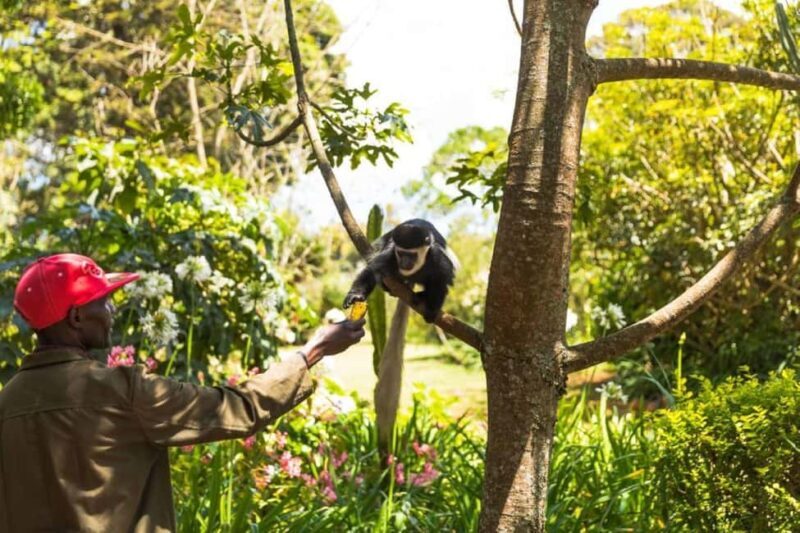 Kiambethu Tea Farm Tour (All Inclusive) - The Sum Up