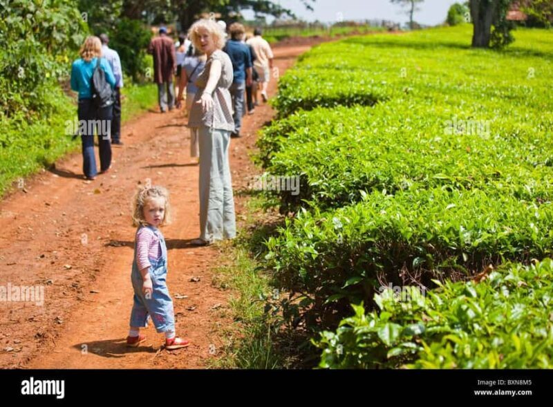 Kiambethu Tea Farm Tour & Lunch - FAQs about Kiambethu Tea Farm Tour & Lunch