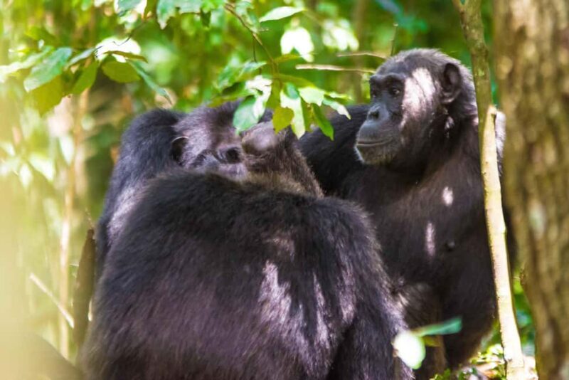 Kibale National Park: 2-Days Chimpanzee Tracking Tour - The Itinerary in Detail