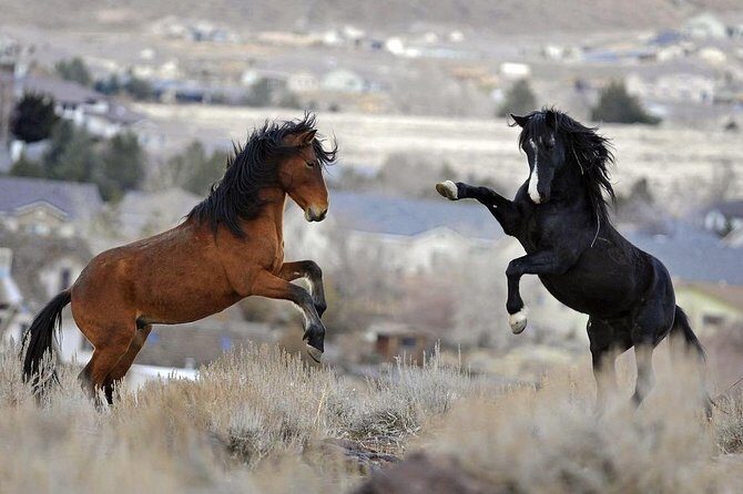 Kicking Red Canyon Wild Mustang Bus Tour Deals 5 PM In Cody - An In-Depth Look at the Tour