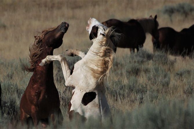 Kicking Red Canyon Wild Mustang Bus Tour Deals 8am Daily - The Sum Up