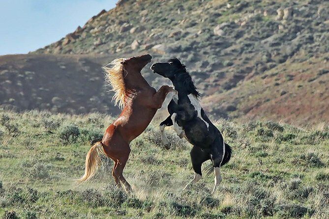 Kicking Red Canyon Wild Mustang Bus Tour Deals 8am Daily - FAQ
