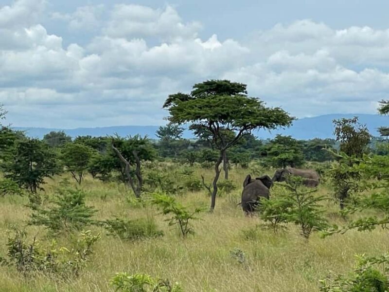 Kigali: 2-Day Akagera National Park Safari with Boat Ride - Key Points