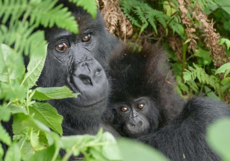 Kigali: 2-Day Gorilla Trekking Safari and City Tour - What Makes This Tour Stand Out