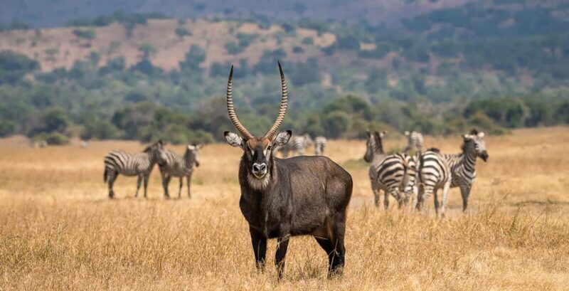 Kigali: 3-Day Akagera National Park Safari with Boat Cruise - An In-Depth Look at the 3-Day Itinerary