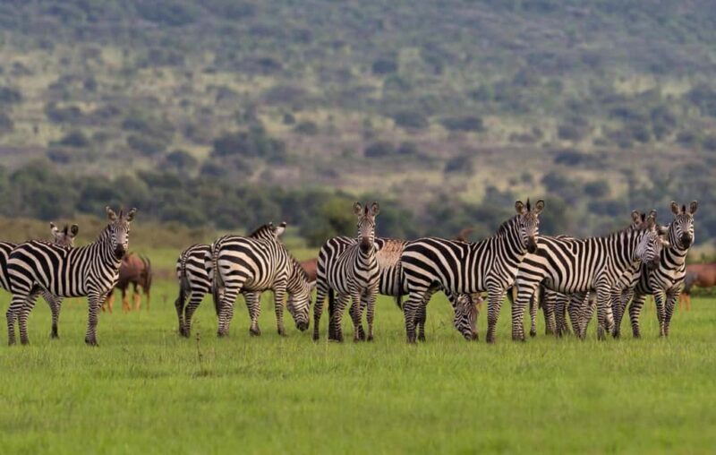 Kigali: 3-Day Akagera National Park Safari with Boat Cruise - Final Thoughts