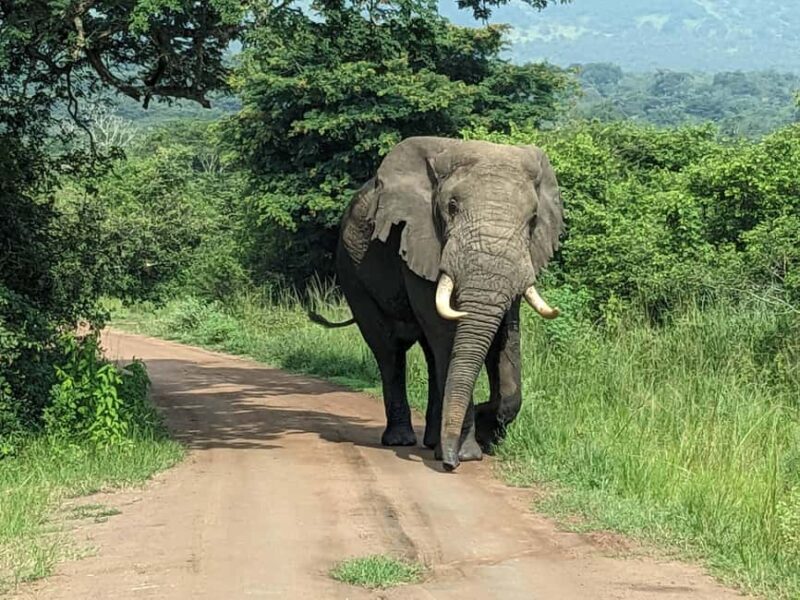 Kigali: Akagera National Park Full-Day Safari - Key Points