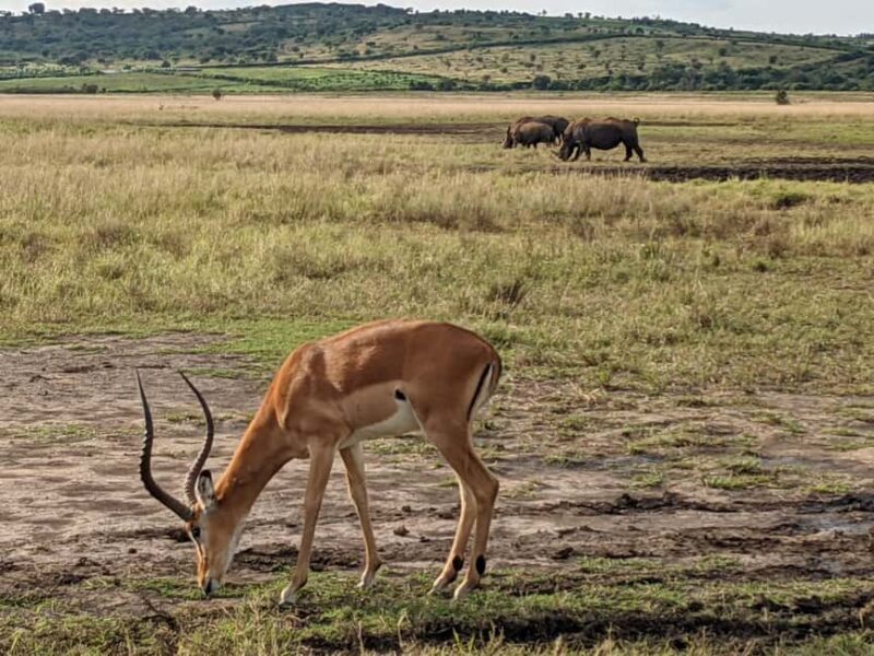 Kigali: Akagera National Park Full-Day Safari - An Honest Look at the Akagera Safari