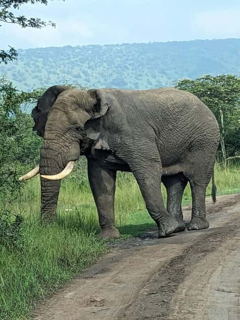 Kigali: Akagera National Park Full-Day Safari - The Sum Up