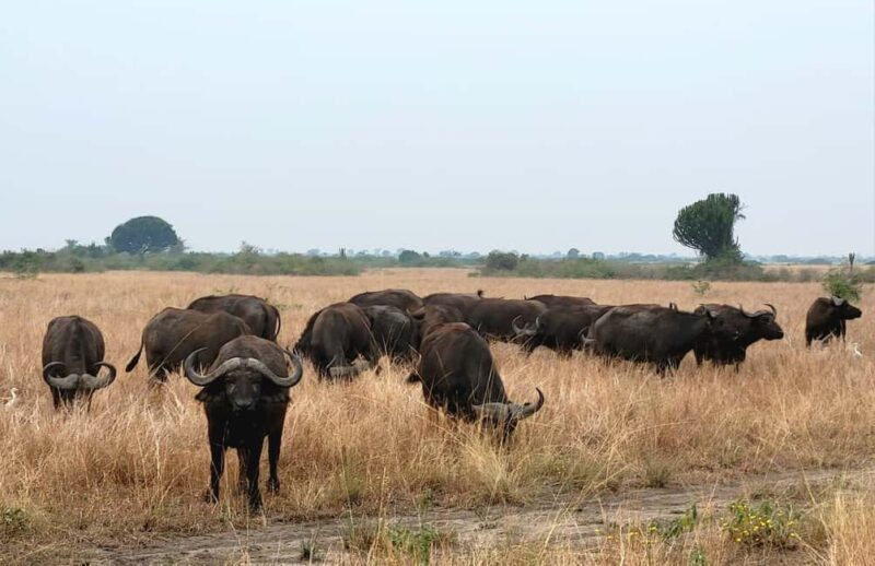 Kigali: Akagera National Park Safari Day Trip - What This Tour Means for You
