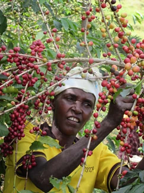 Kigali: City Tour and Coffee Tour experience - An In-Depth Look at the Tour