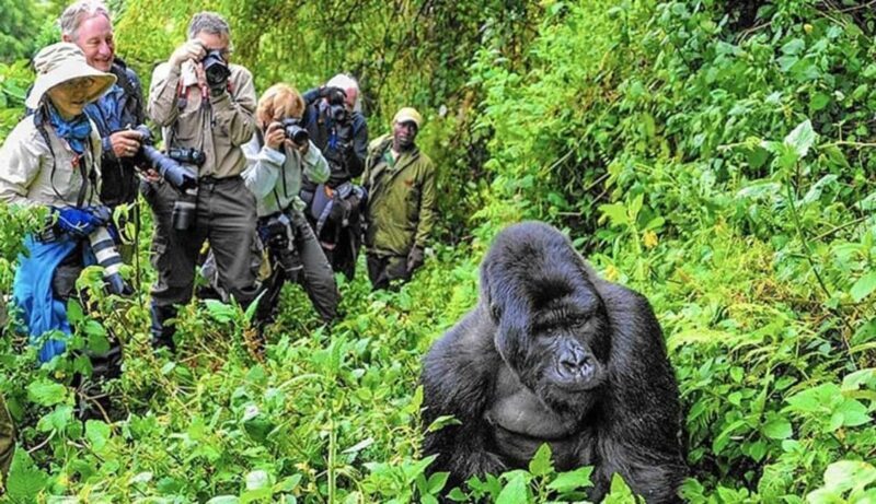 Kigali: Gorilla Trekking in Volcanoes National Park - The Journey to Gorilla Trekking: What to Expect