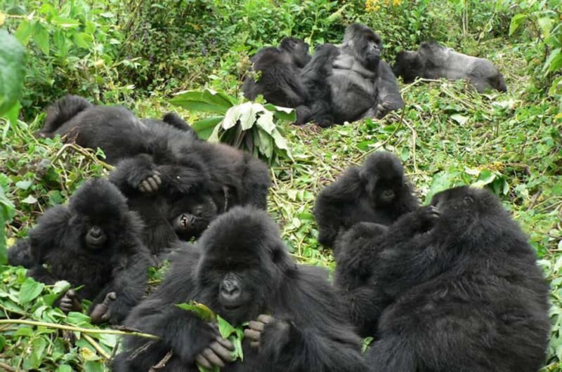 Kigali: Gorilla Trekking in Volcanoes National Park - The Bottom Line