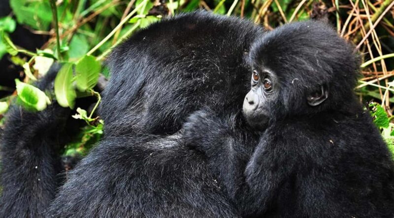 Kigali: Gorilla Trekking in Volcanoes National Park - Key Points
