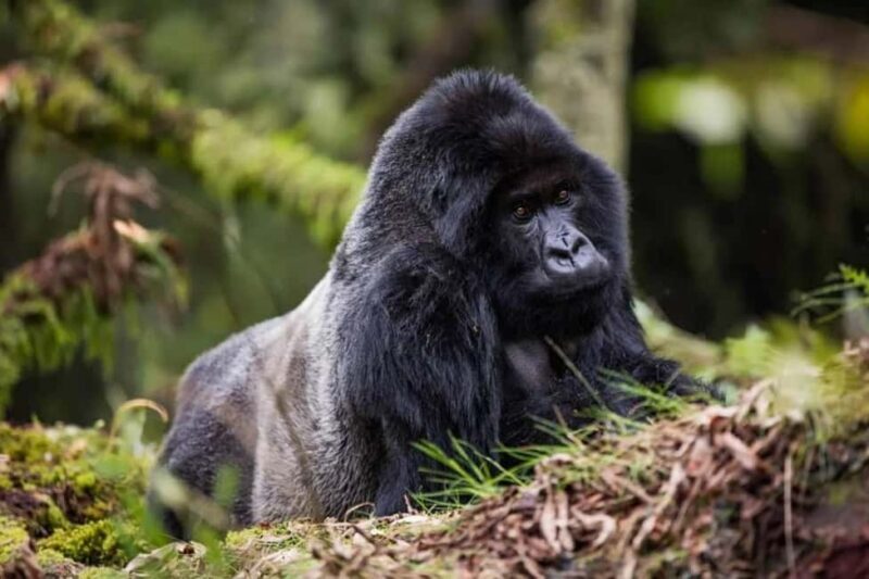 Kigali: Gorilla Trekking in Volcanoes National Park - Overview of the Gorilla Trekking Experience