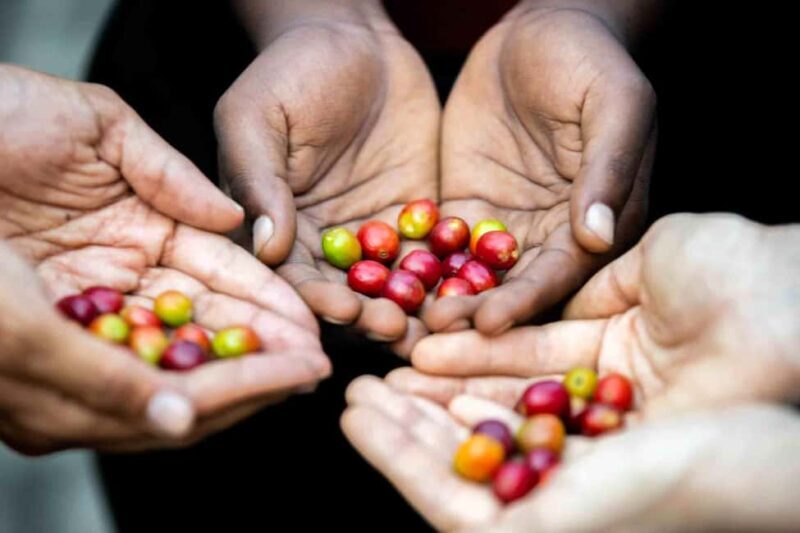 Kigali: Traditional Coffee Experience ( Bean to Brew) - What makes this coffee tour stand out?