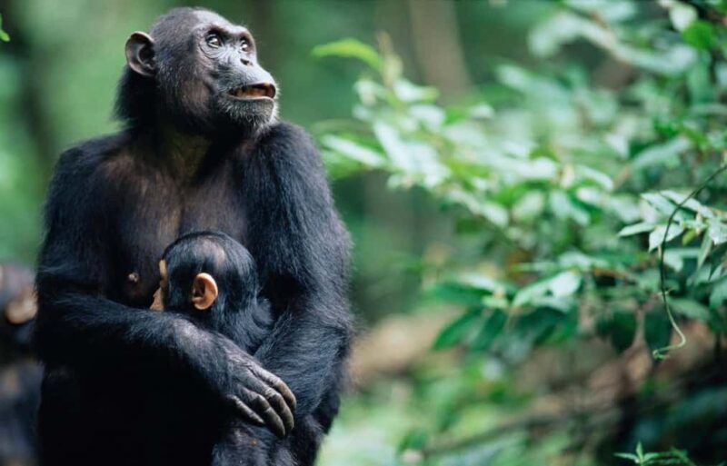 Kigoma: 5-Day Gombe and Mahale National Parks Safari - What’s Included & What’s Not
