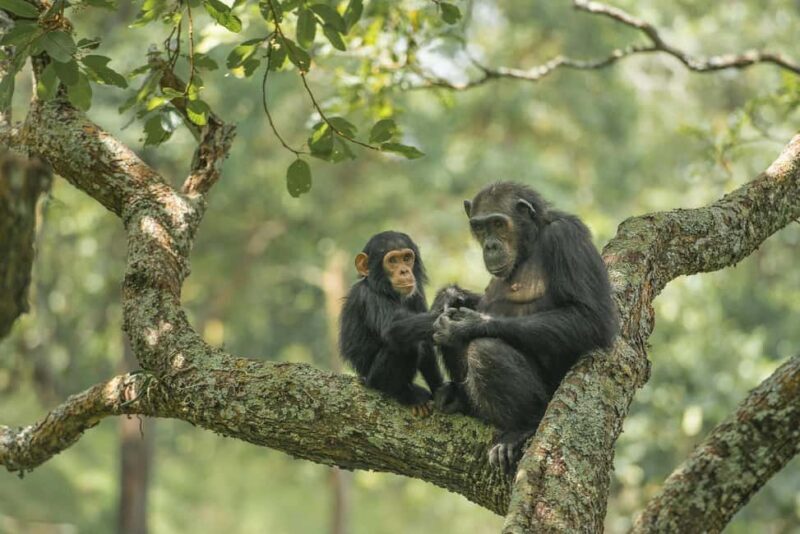 Kigoma: Gombe National Park Day Trip with Chimpanzee Trek - Key Points