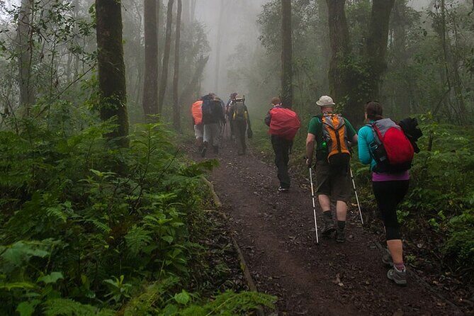 Kilimanjaro 1 Day Hike - Authentic Experiences Highlighted in Reviews
