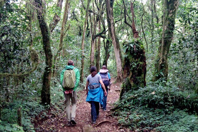 Kilimanjaro 1 Day Hike - The Sum Up: Who Will Love This Experience?