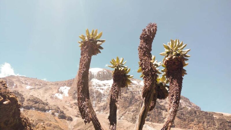 Kilimanjaro: 7-Day Kilimanjaro Umbwe Route Guided Trek - The Sum Up