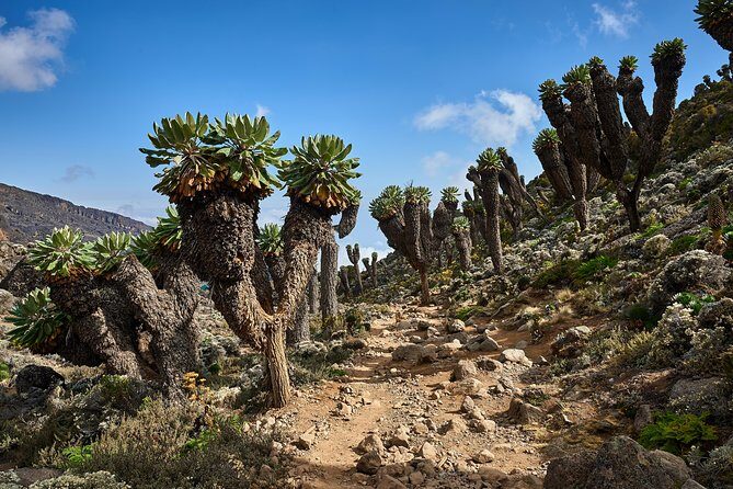 Kilimanjaro climb by Lemosho Route (7-day) - Who should consider this Kilimanjaro tour?