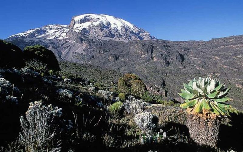 Kilimanjaro in a Day: Unforgettable Marangu Route Adventure - A Detailed Look at the Kilimanjaro Day Trip