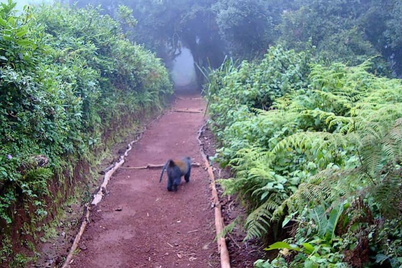 Kilimanjaro in a Day: Unforgettable Marangu Route Adventure - The Bottom Line