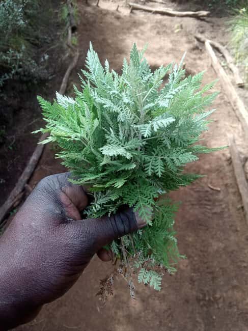 Kilimanjaro: Lemosho Route 7-Day Hiking Tour - Practicalities and tips