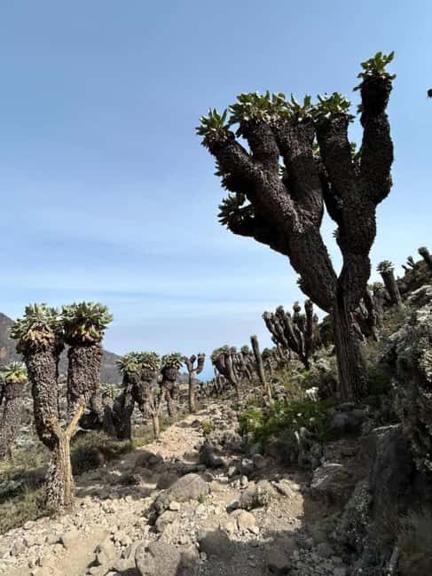 Kilimanjaro: Marangu Route 5-Day Trek - Key Points