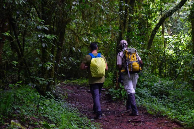 Kilimanjaro: Overnight Camp at Mandara Huts - The Sum Up
