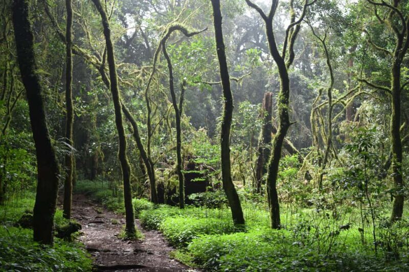 Kilimanjaro: Overnight Camp at Mandara Huts - FAQ