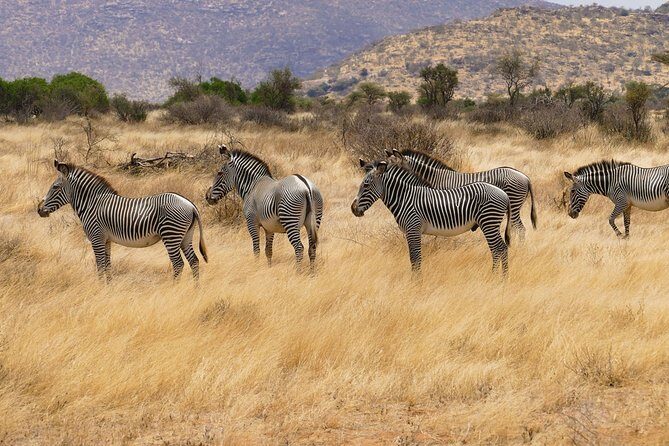 Kilimanjaro Special-( Tsavo West, Amboseli & Tsavo East Safari) (MINIMUM 2 PAX) - An In-Depth Look at the Kilimanjaro Special Safari